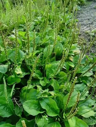 #车前草 整株车前草新鲜干货