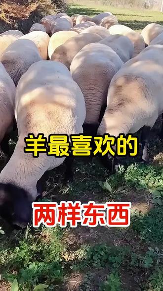 羊最喜欢的几样东西 你知道吗 #养殖技术交流 #每天跟我涨知识 #养殖不易每天记录