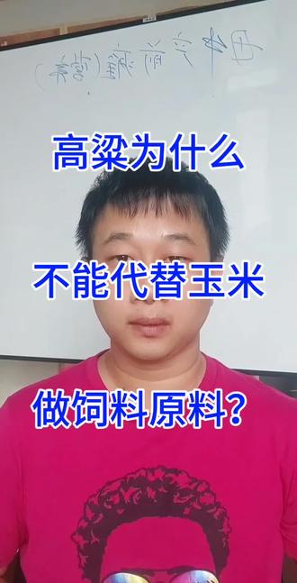 #牛羊养殖 高粱为什么不能代替玉米,做饲料原料?#科学养殖 #牛羊饲料