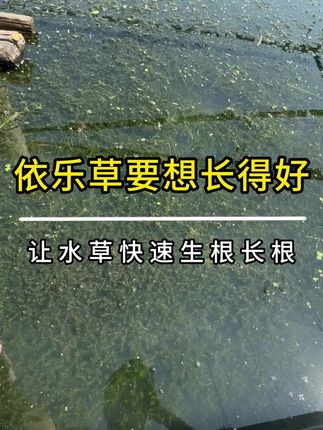 水产养殖伊乐藻根部发黄发黑烂根,让水草重新焕发活力#水产养殖 #大闸蟹养殖 #高密度养殖 #河蟹养殖 #鱼虾蟹养殖
