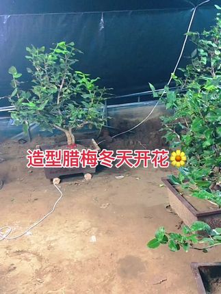 #别墅庭院植物 #老桩盆景 #园艺 #三农种植 #精品盆景