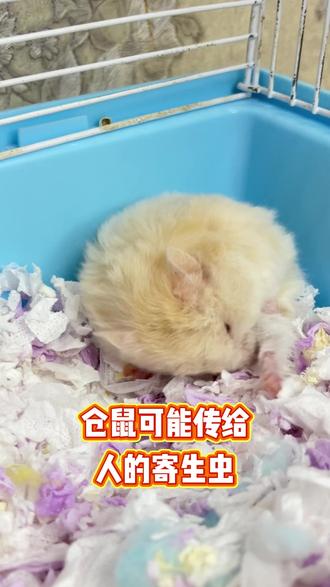 仓鼠可能传给人的寄生虫,你知道几个 #养鼠日常分享 #萌宠好物 #仓鼠用品 #萌宠出道计划
