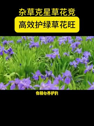 杂草克星草花竞,高效护绿草花旺。 #园林养护 #绿化工程 #园林植保 #市政工程