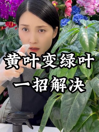 花叶子发黄掉落,一招变绿#养花小知识 #分享家庭养花知识 #花卉绿植