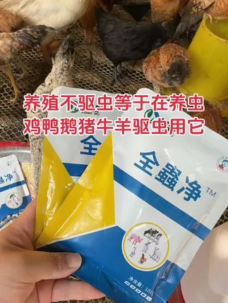 养鸡驱虫神器全蟲净,使用简单,效果特别好,价格也不贵,别让寄生虫偷走你的养鸡利润#鸡鸭鹅养殖 #家禽养殖 #三农养殖 #科学养鸡 #驱虫