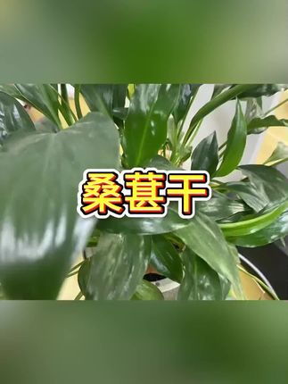 #桑葚干 #桑葚干推荐 #桑葚干果