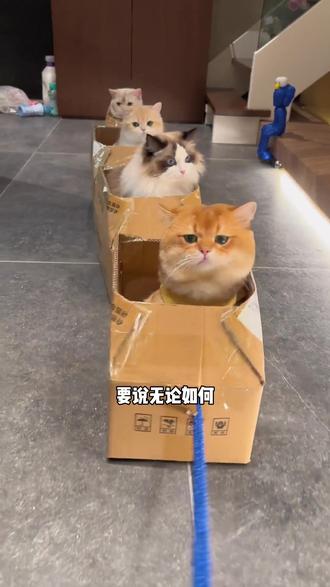 平时一定要及时给猫咪排毛,别等到出事才后悔#猫咪排毛#科学养宠攻略#萌宠好物#猫咪呕吐