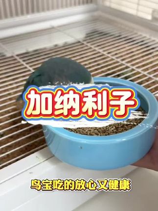 一款好吃不贵的小零食,营养又健康,喜欢的宝子们赶紧囤起来吧#好࿆产࿆品࿆分࿆享࿆ #鹦鹉鹦鹉萌萌哒逗鹦鹉 #鹦鹉零食 #鹦鹉