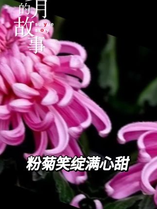 金秋赏菊 #观赏花卉 #爱生活爱养花 #家庭养花 #真好看