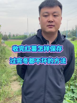 #红薯种植#红薯管理#红薯储存#红薯保鲜剂