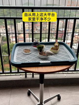 自从用上这个大平台,家里干净了不少,鸟宝出来放风也不会拉得到处都是#鹦鹉日常 #鹦鹉平台 #萌宠好物 #鹦鹉鹦鹉萌萌哒逗鹦鹉