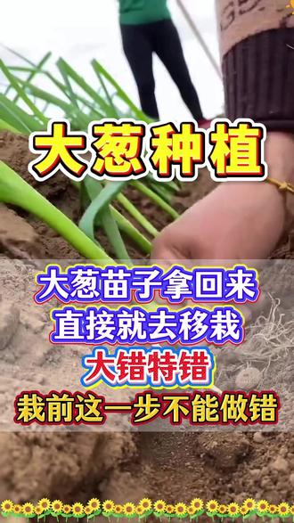 大葱苗子直接栽下去,大错特错 #大葱种植 #大葱底肥宝 #大葱施肥 #大葱高产管理 #农业种植