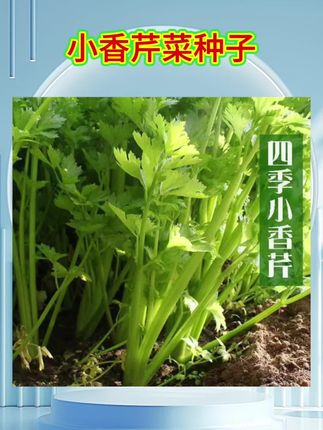 四季小芹菜种子耐寒耐热易播种实心小香芹种子#蔬菜种子#小香芹种子