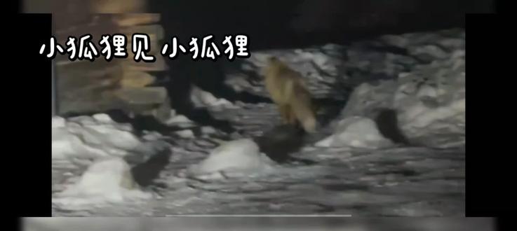 小狐狸见小狐狸#丁程鑫