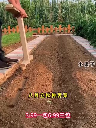 #助农在行动 喜欢吃荠菜的朋友们,现在正是种荠菜的时候
