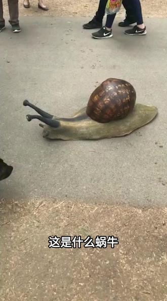 蜗牛科普,胆小勿入 #科普 #神奇动物在抖音 #科普