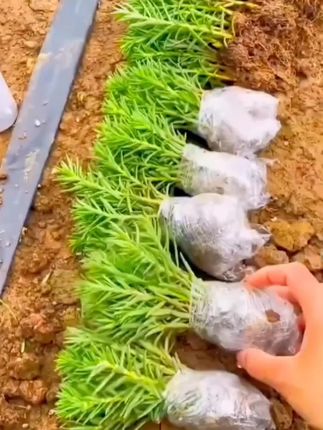 #重瓣太阳花苗#带根带土带花苞发货#