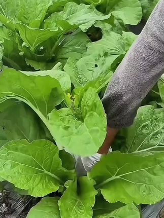 白菜苔种子种籽菜种苔菜四季菜心菜苔蔬菜种子