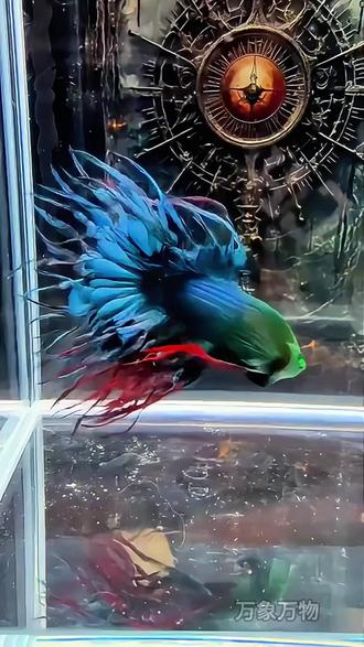 分享几种好看不贵的观赏鱼,你都见过几种? #观赏鱼 #科普 #涨知识 #萌宠