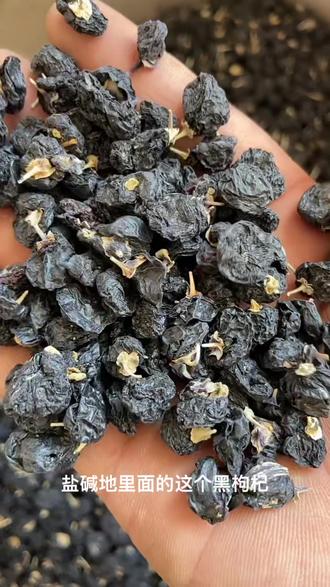 高原黑枸杞,花青素之王,无染色无熏硫
