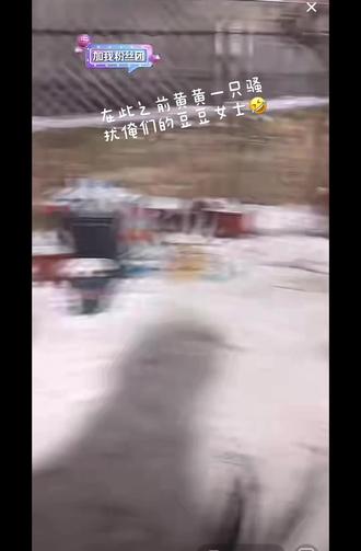 小小战争 豆女士 虎哥开团就上!#骏良#黄黄 #小宝 #小虎 #豆豆