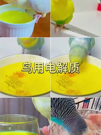 #电解质 #补充维生素 #鸟用