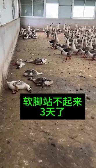 鸭鹅脚软站不起来的,就这样喂,#养殖新手 #鹅 #养鹅人 #养鹅知识