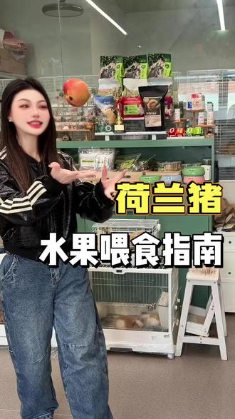 #科学养宠攻略 #荷兰猪 #SLETN三里豚 #新手养荷兰猪 #荷兰猪豚鼠天竺鼠