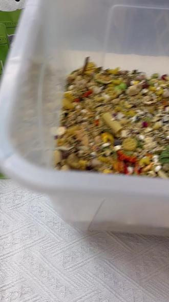 理性看待汉坦病毒,拒绝弃养宠物鼠,正规家养花枝鼠无风险,别让谣言伤害无辜小生命,善待每一份陪伴~#拒绝弃养宠物 #汉坦病毒科普 #花枝鼠 #善待小动物 #榛果和松露花枝鼠自配粮