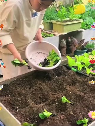 #孔雀菜种子 #孔雀菜 #我爱种菜 #我的小菜园 #农村生活