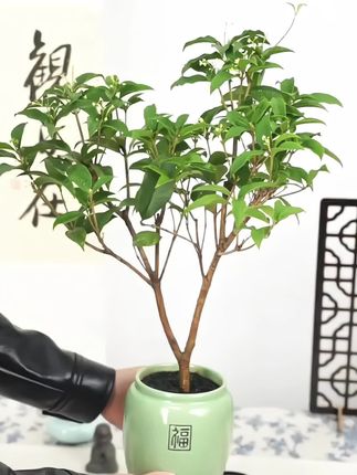 盆栽四季桂花树月月桂开花带香味阳台室内外好养易活庭院花卉绿植#盆栽绿植 #四季桂花树 #月月桂开花