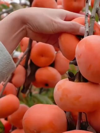 一年就吃这么一个月的巧克力脆柿上市了,咬一口嘎嘣脆,每一个都有糖心吃起来不涩口,脆甜多汁真的太好吃啦! #脆甜多汁 #应季水果 #口感特别好 #巧克力脆柿 #优质农产品