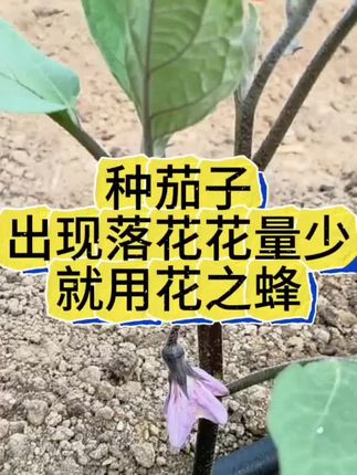 种茄子,出现落花,花量少,果型不好等现象,就用花之蜂茄子高产套餐组合 #花之蜂茄子高产套餐 #茄子种植 #茄子高产