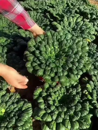 #蔬菜种子 #在家种菜 #家庭种植 #乌塌菜种子 6.99.元到手3包乌塌菜种子