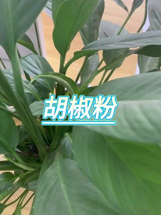 #胡椒粉 #提鲜 #白胡椒粉