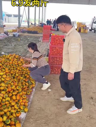 #脆柿 #巧克力脆柿子 #新鲜应季水果