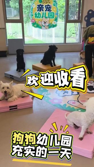 沉浸式体验狗狗幼儿园的快乐一天 一整天的欢乐时光,是属于修勾的小美好~
#狗狗幼儿园#萌宠出道计划 #狗狗日常#毛孩子的快乐 #萌宠vlog