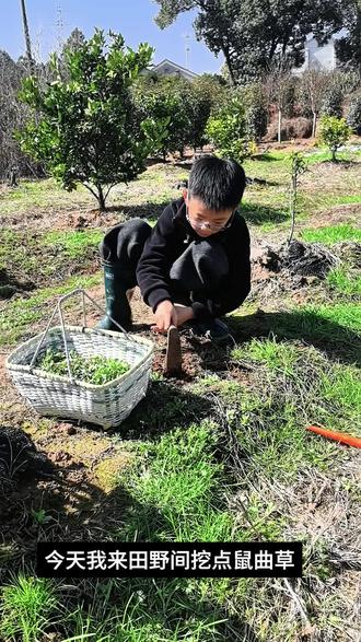 制作清明粿
最近田野间已经有很多野菜了,找到鼠曲草我们就准备制作美食拉!#制作美食记录