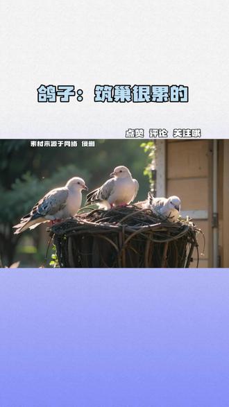 鸽子:筑巢很累的 鸽子:筑巢很累的#鸽子 #筑巢 #万万没想到