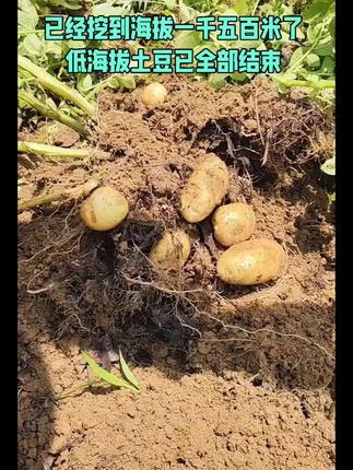 #农业种植 #土豆 #三农流量扶持上热门 #恩施土豆#老品种
