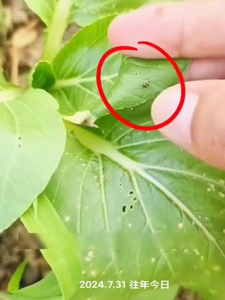 #跳甲虫防治 #防虫颗粒