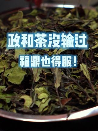 谁说“政和”不如“福鼎”?你站出来,我把这杯茶,泼你脸上!#白茶 #政和白茶 #福鼎白茶 #好茶推荐 #卓茂富