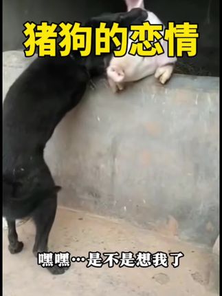 猪狗的恋情 #动物的迷惑行为 #每日一笑