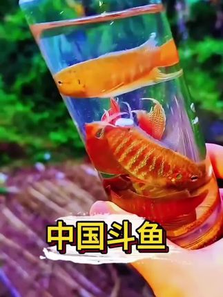 #神奇动物在抖音 #观赏鱼世界 #养鱼日记 #中国斗鱼繁殖技术 #斗鱼