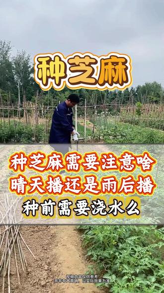 种芝麻是晴天播还是雨后播?有啥需要注意的? #芝麻种植 #种芝麻 #芝麻高产 #芝麻种植技术 #芝麻种植高产技术#芝麻种植管理#芝麻种植方法#底肥宝 #土壤活化剂