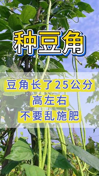 当豆角长了25公分高左右,不要乱施肥料。#豆角种植 #豆角高产 #豆角管理 #三农种植