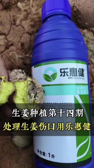 母姜伤口溃烂,可用先正达乐惠健,封住伤口,消灭细菌。#多苗姜 #小老苗