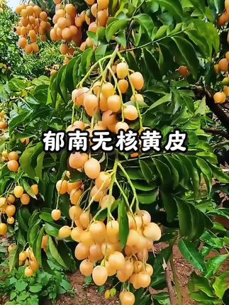 广东郁南黄皮果:以其果大,味美,无渣,色鲜,肉厚,无核以其名。#新鲜采摘 #好吃到停不下来 #源头好货 #口感特别好 #夏天的味道@抖加🔥上热门🔥dou+🔥热点宝