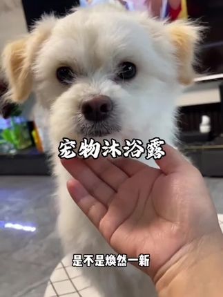小狗洗完澡,毛茸茸香喷喷,心情都变好了!🏠✨ 快给你的宝贝试试这款宠物沐浴露吧!#宠物沐浴露