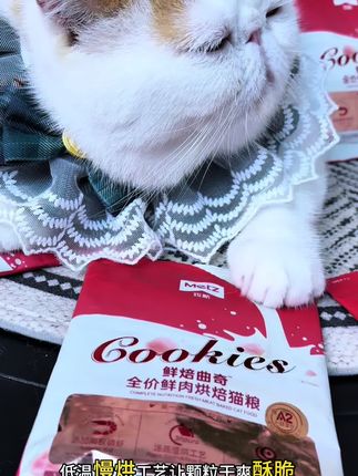 #萌宠 #猫粮 #猫粮推荐 #吃货猫 #猫零食